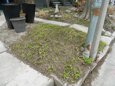 Parkdale Toronto front garden spring clean up after by Paul Jung Gardening Services Parkdale Toronto front garden spring clean up after by Paul Jung Gardening Services