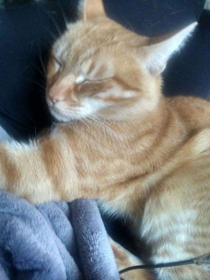 hoteles-admiten-gatos-viajar-con-mascotas