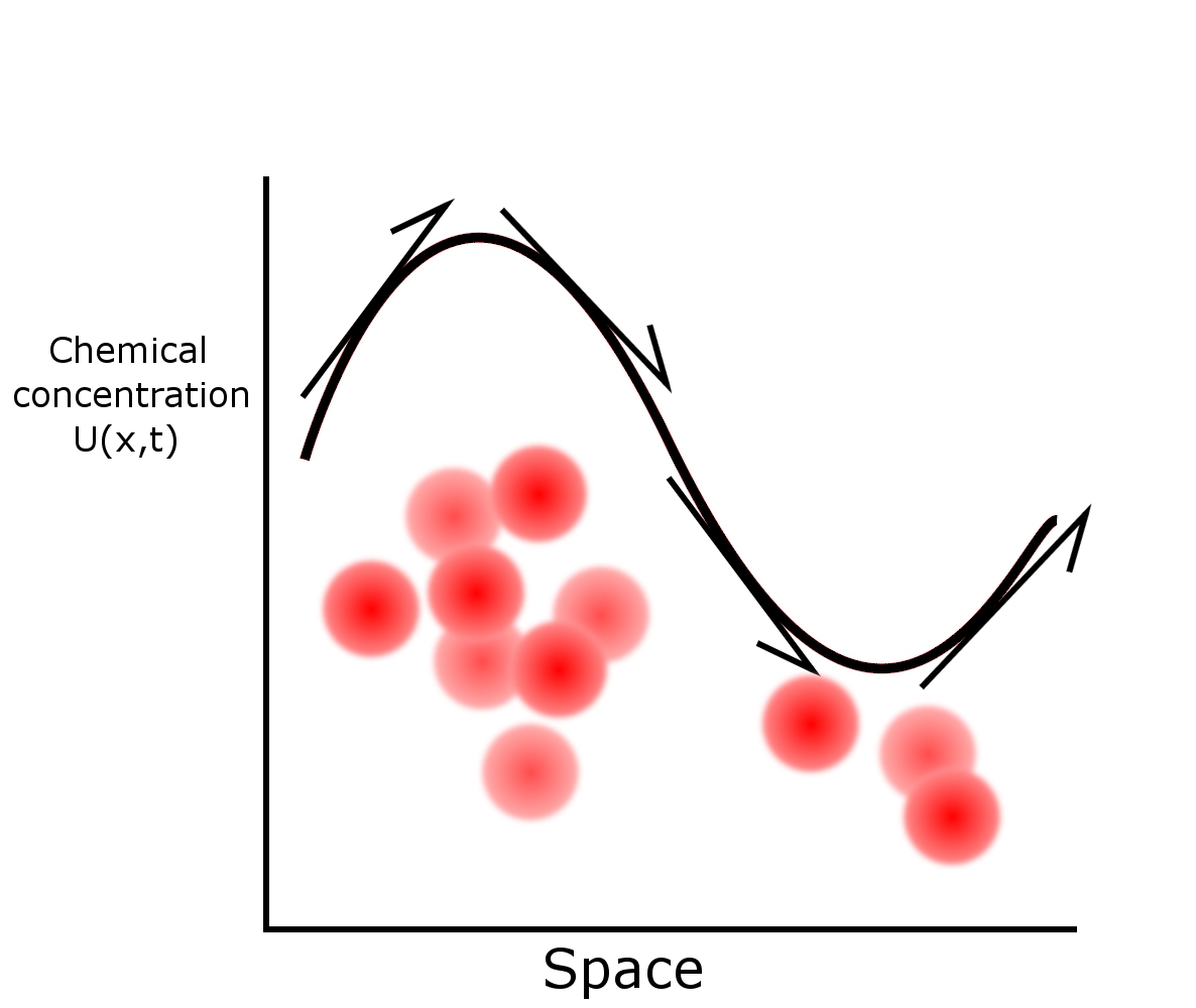 The Laughing Mathematician: Mathematical biology. Diffusion.