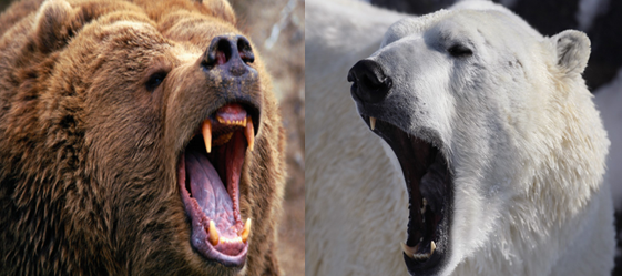 Какой медведь сильнее. Медведь Кадьяк и белый медведь. Кадьяк медведь против Гризли. Полярный медведь против Гризли.