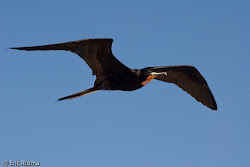 magnificent frigatebird male fact interesting wing