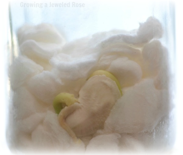 COOL KID SCIENCE: Grow a bean in a jar