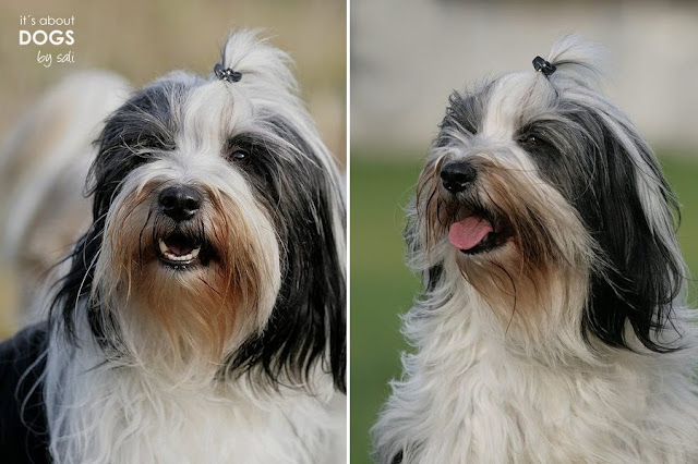 Tibet Terrier E-Mani ist der Beweis, dass auch Hunde mit ihrer Gesichtsmimik lachen können.