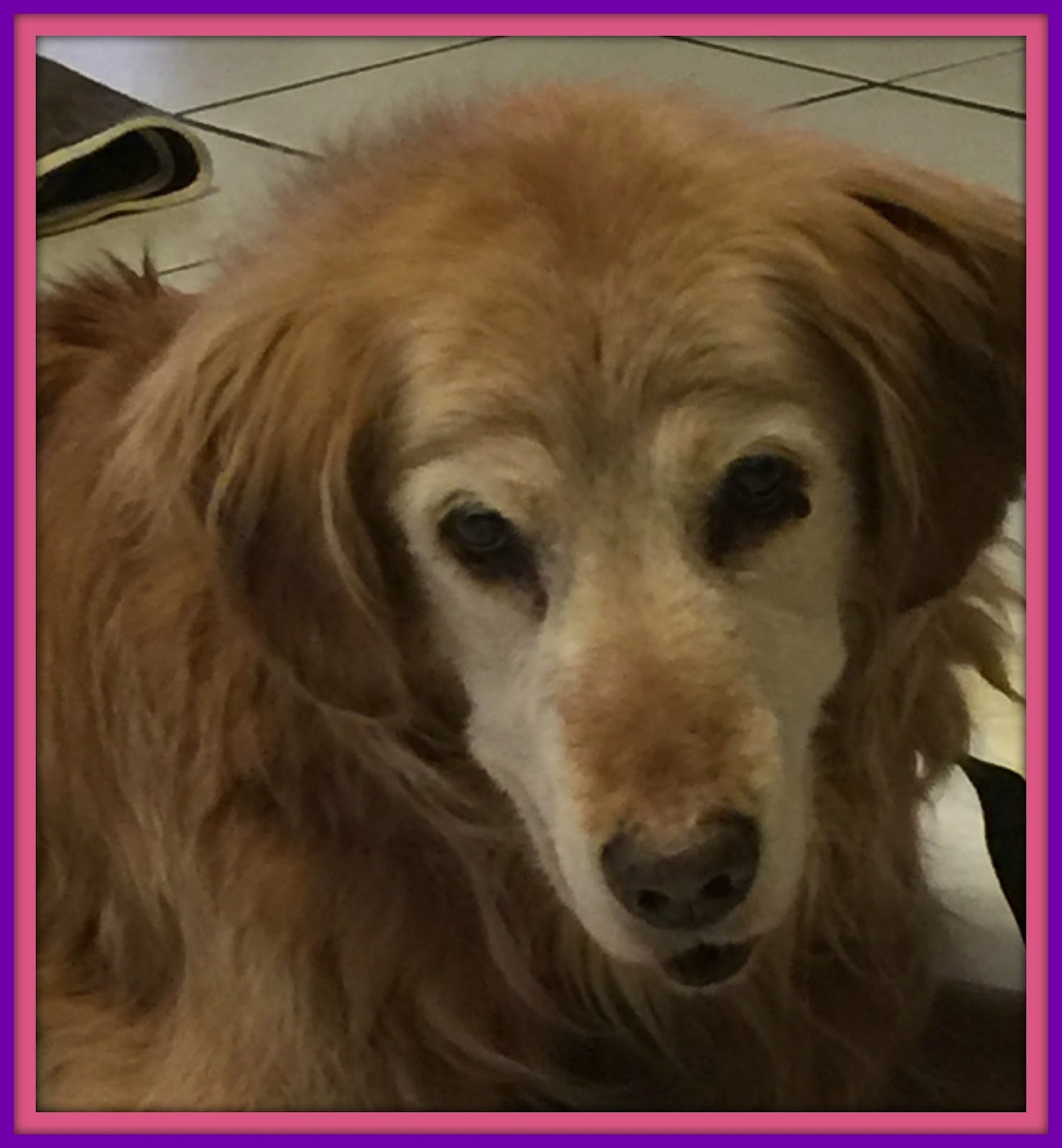 az golden retriever connection arizona golden retriever connection 2017 az golden retriever connection arizona golden retriever connection 2017