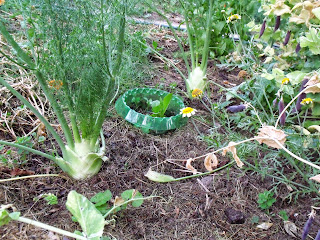 Fenchel (C) by Joachim Wenk Fenchel (C) by Joachim Wenk