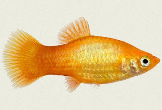 Ikan Platy Gold Gambar Ikan Platy Gold