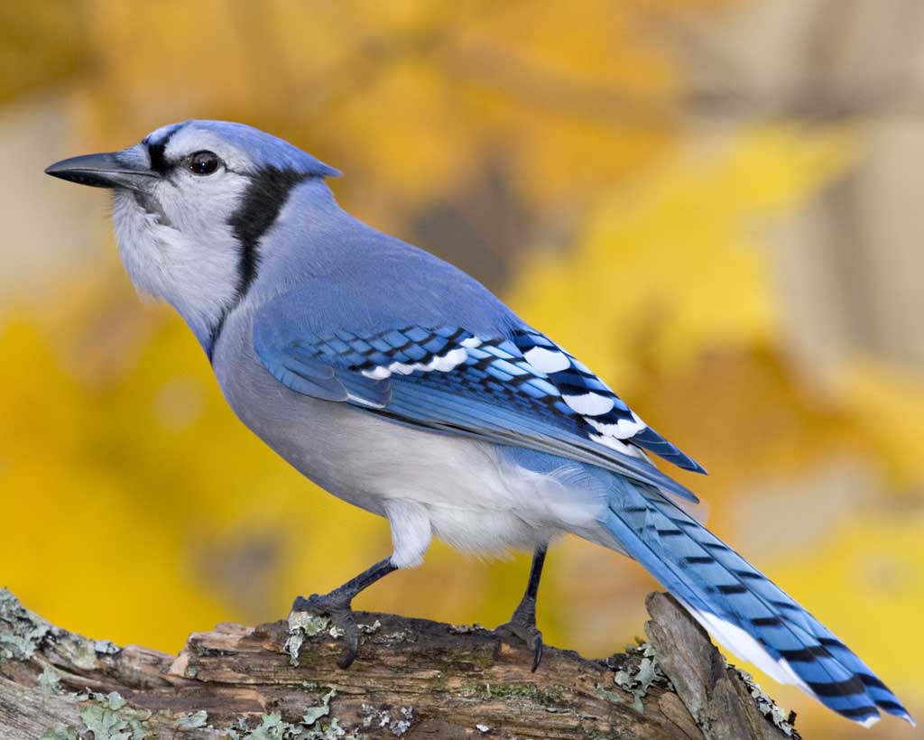 Bird In Everything Blue Jay Bird Habitat