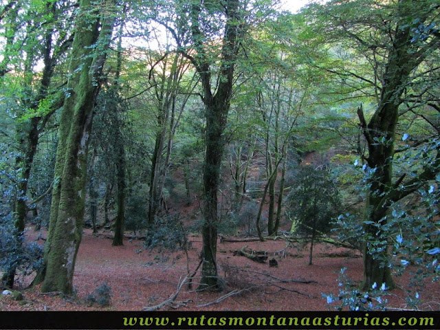 Ruta Pienzu por Mirador Fito y Biescona: Otoño en la Biescona