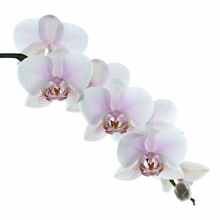 J'ai eu une belle floraison d'orchidées cet hiver.  J'en ai profité pour faire des expériences avec la lumière en arrière et l'utilisation du flash.