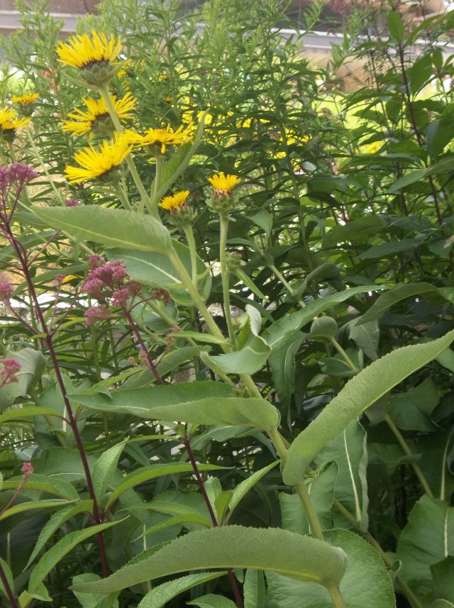 Future Plants by Randy Stewart: Inula