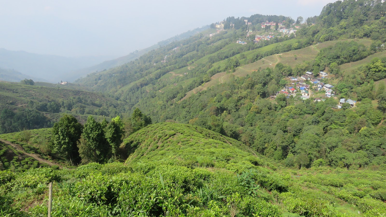 Nomadic Joe Darjeeling