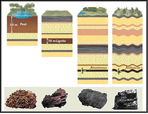 Geologist and Miner: Proses dan Teori Pembentukan Batubara
