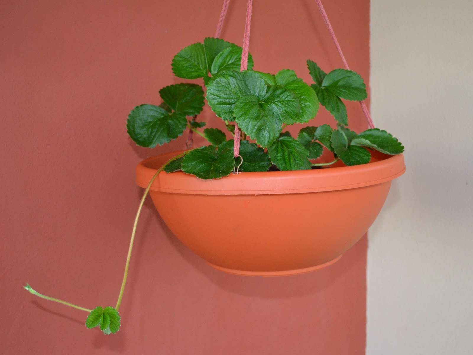 Container Gardening in Puerto Rico The One with Strawberries