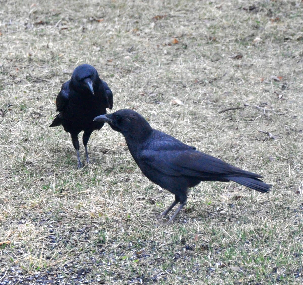 Palemaleirregulars: Pale Male and Beauty, Crow Strangers, Jane's ...
