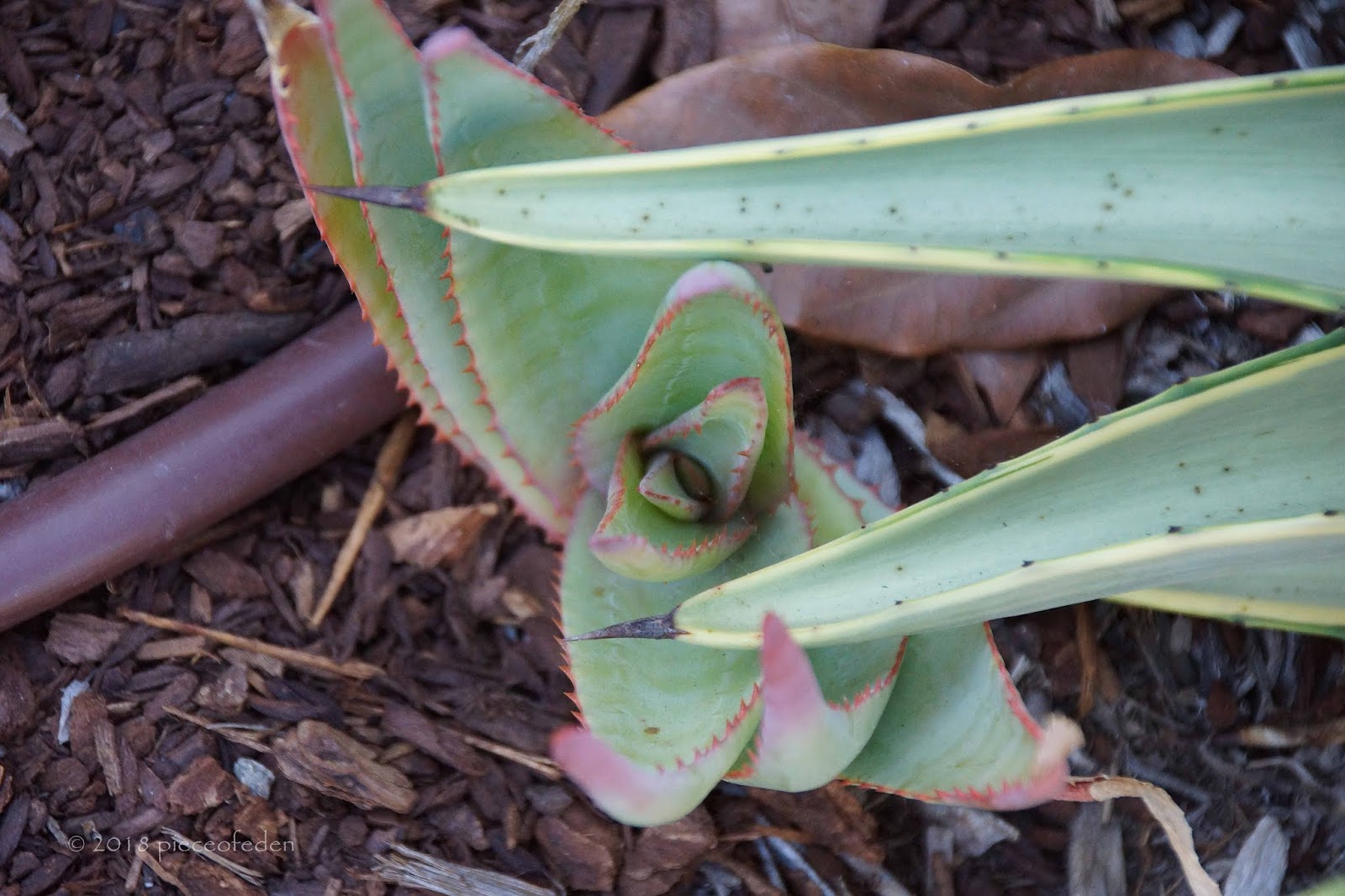 Growing Aloes From Seed
