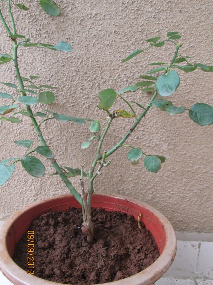 Best Tips For Growing Rose plant at Home INDOOR HOUSE PLANT GUIDE