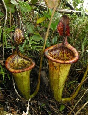  ini merupakan tanaman yang dikenal dengan karnivora yang merupakan tanaman pemakan serang Kantung semar pemakan tikus