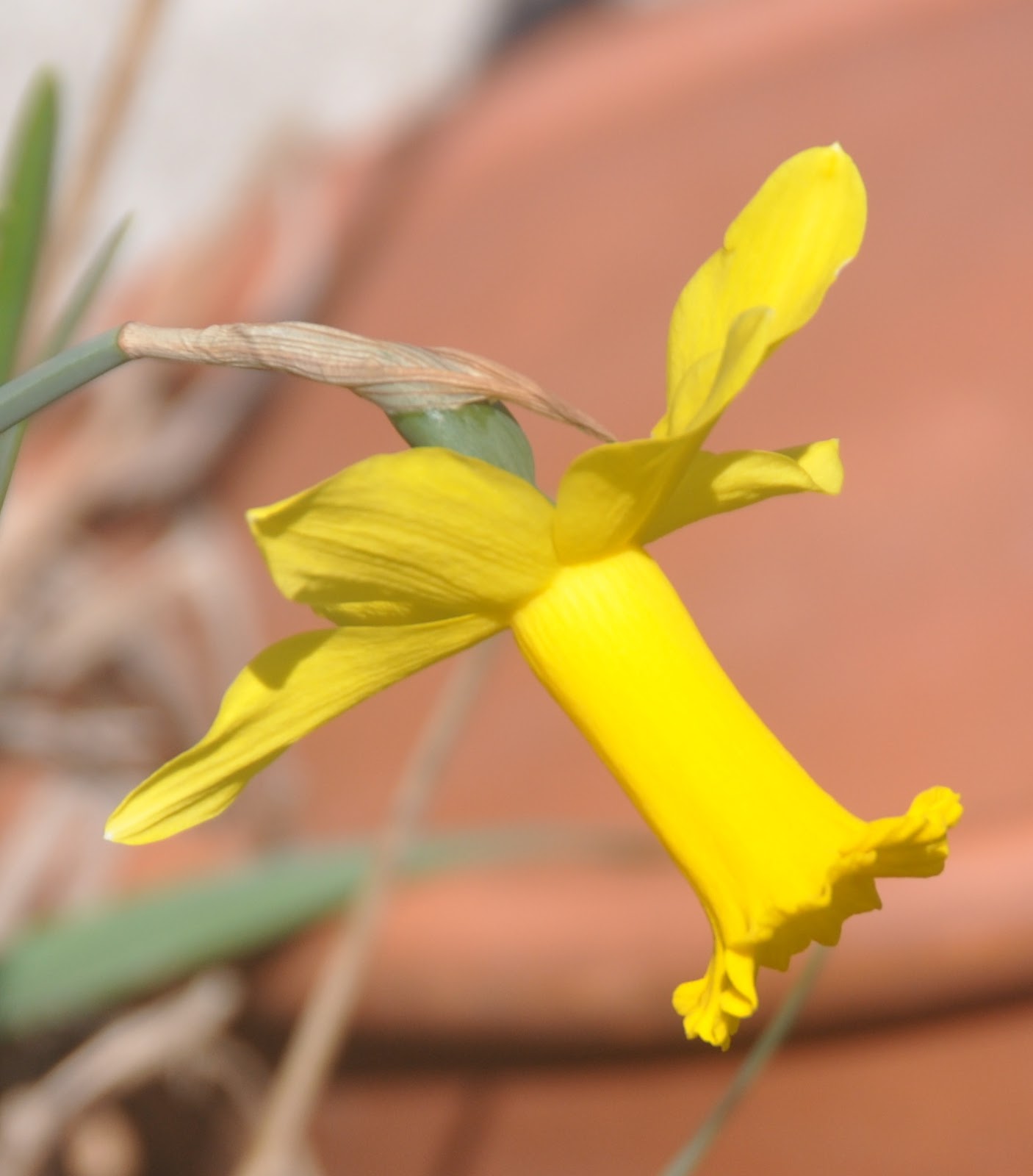 Vicki Lane Mysteries The Flowers That Bloom in the Spring, Tra La