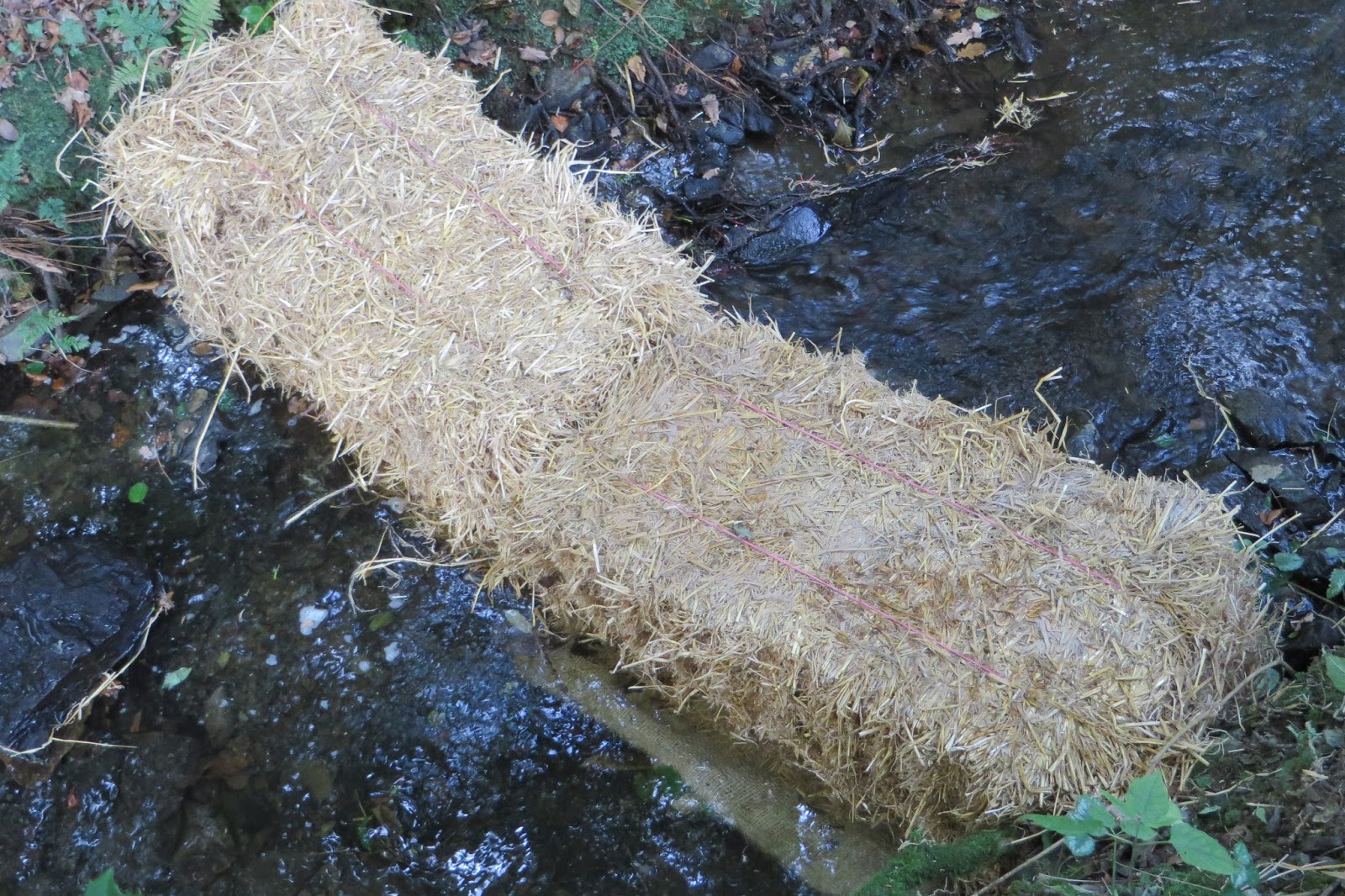 Central and East Lakes Rangers Softly, Softly, Catchee Crayfish.