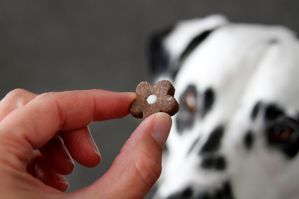 Dalmatian DIY {RECIPE} Cute and Simple Spring Flower Dog Treats