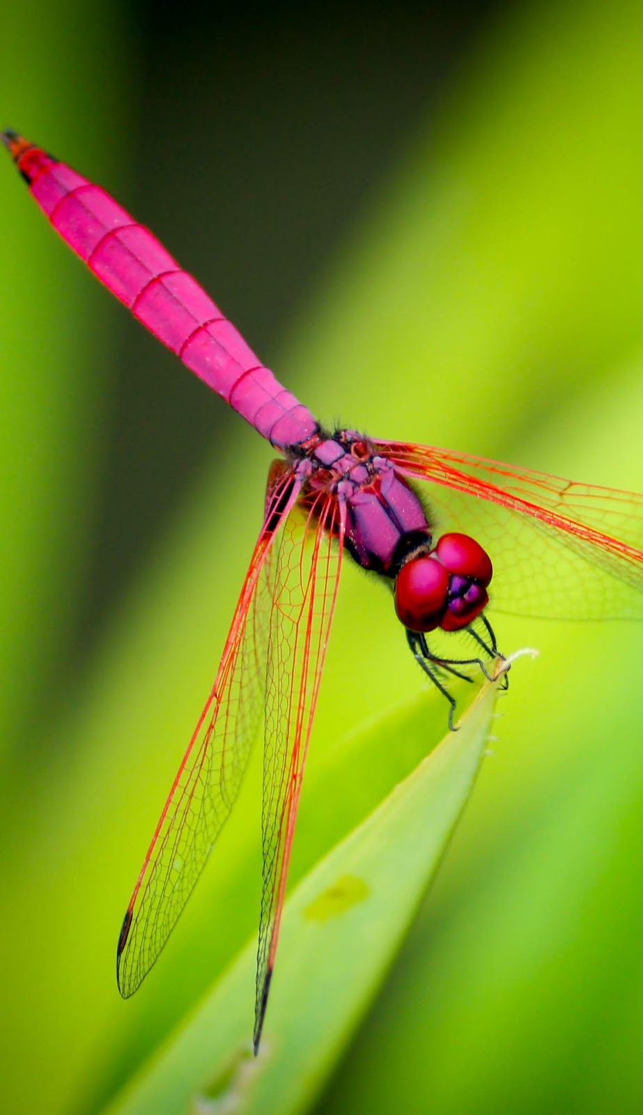 Picture of a red dragonfly.