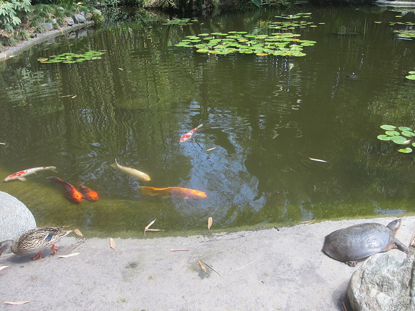 ЛА + Пасадина ЛА + Пасадина