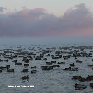 Who Wants Duck? Who Wants Duck? Image by Rick Rice