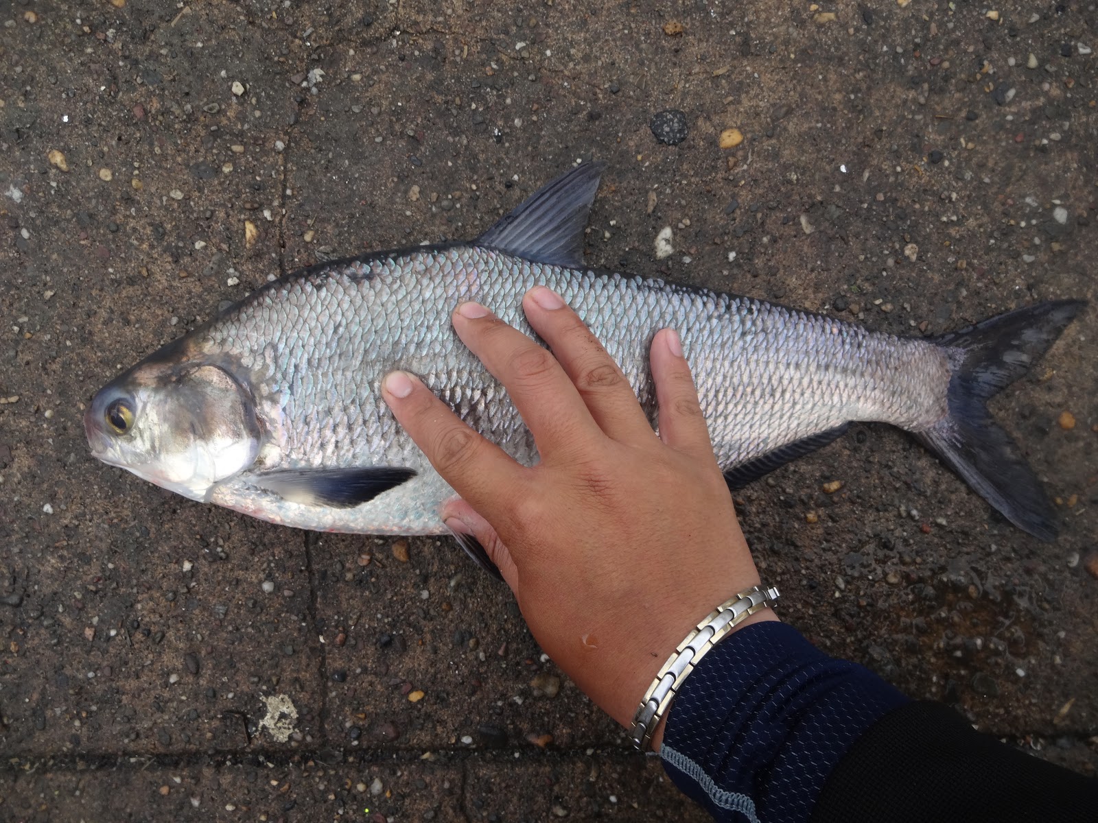 Extreme Philly Fishing: Statistical Fishing Chart for 2013 (COMPLETE)