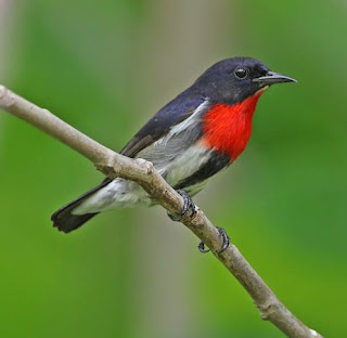 Burung Cabai Panggul Kelabu Burung Cabai Panggul Kelabu