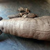 AGRICULTOR DE CIDADE NORDESTINA COLHE “MANDIOCÃO” DE 10 QUILOS E 70 CENTÍMETROS