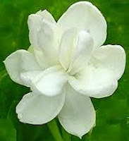 Arabian jasmine, Jasminum sambac flower