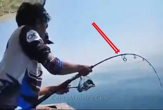 Mancing Strike Ikan Cermin Monster Tangan Anglernya Sampai Sengal Mancing Strike Ikan Cermin Monster Tangan Anglernya Sampai Sengal