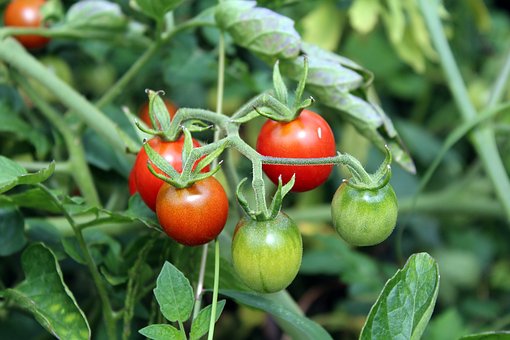 tomato%2Bplant.jpg
