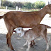 Goat Farming in Pakistan