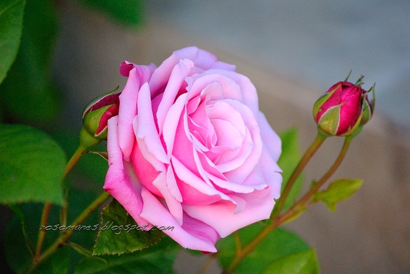 A Rose is a Rose...: April 2012