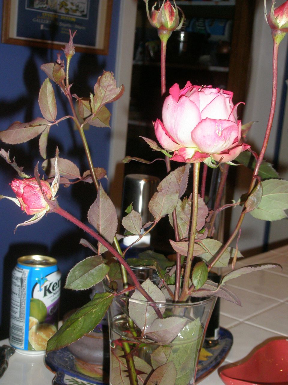 twistin sandy's blog last roses