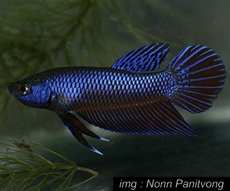 Jenis Ikan Cupang aduan Spesies Betta Betta Smaragdina Jenis Ikan Cupang aduan Betta Betta Smaragdina