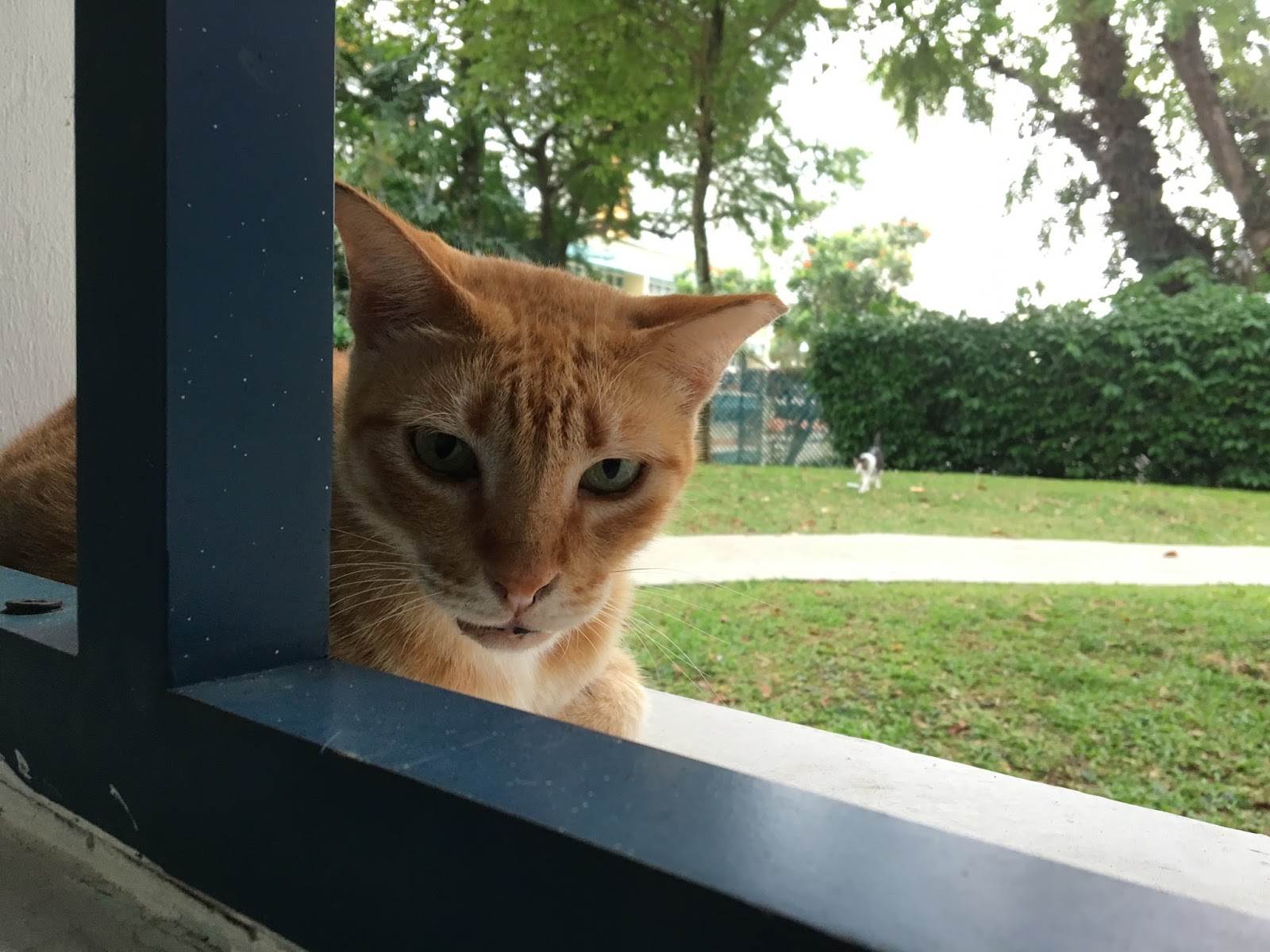 Singapore Community Cats