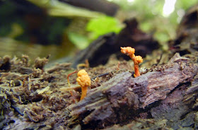 Ophiocordyceps variables growing from larva in rotting log