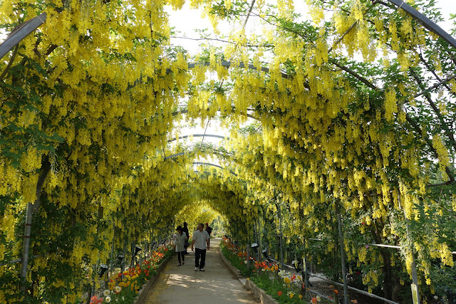 Ashikaga Flower Park yellow wisteria