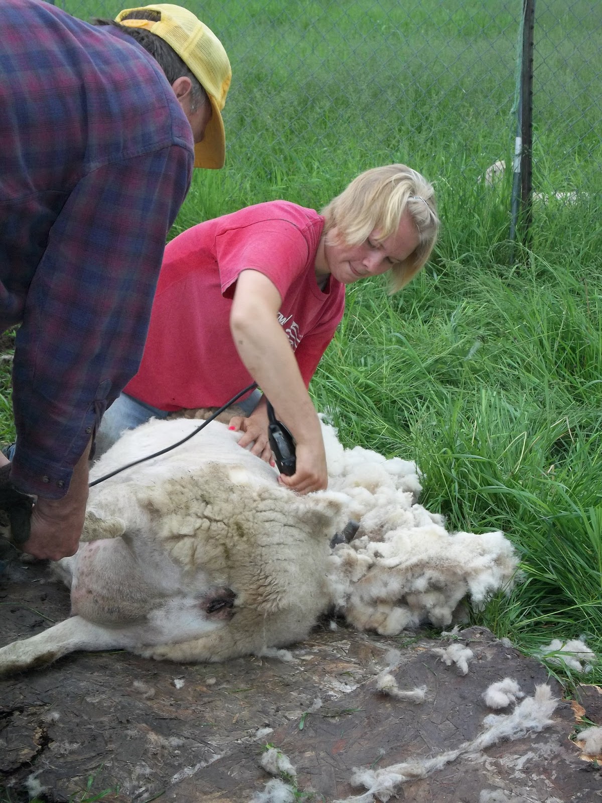 Reflections from Drywood Creek Sheep Shearing 2013