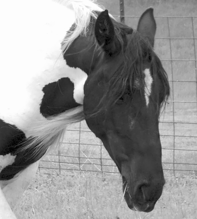 Tracie Thompson, Artist Horse Crazy series 1 Spotted Saddle Horse