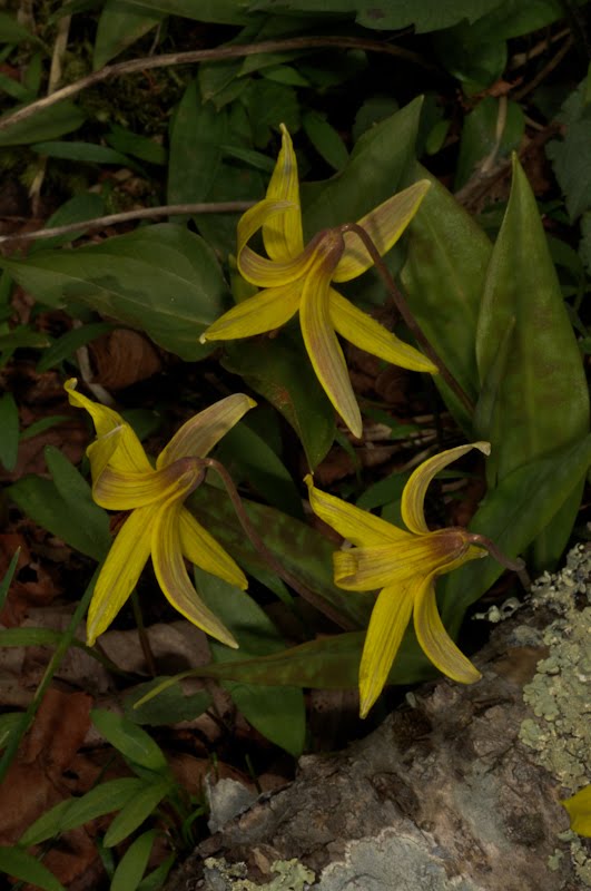 Wildflower Ecology Dimpled Trout Lily