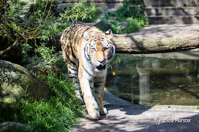 Siberian Tiger in Zoo Amersfoort