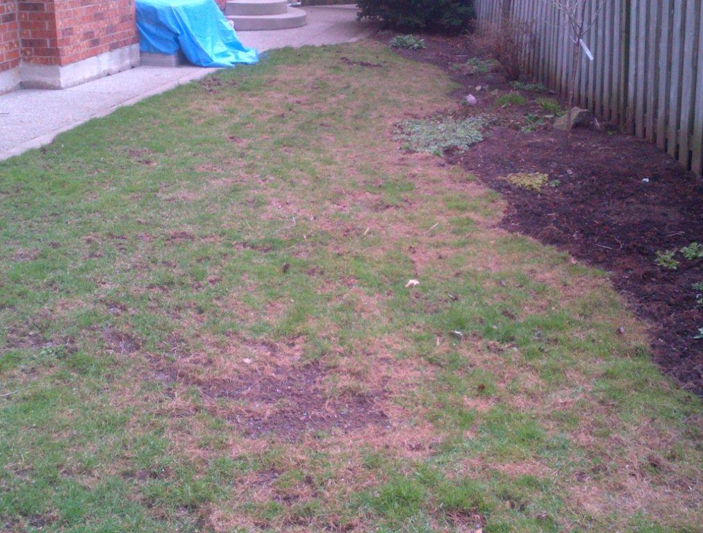 Turf King Hamilton Lawn Care LeatherJacket Damage to Lawns in March