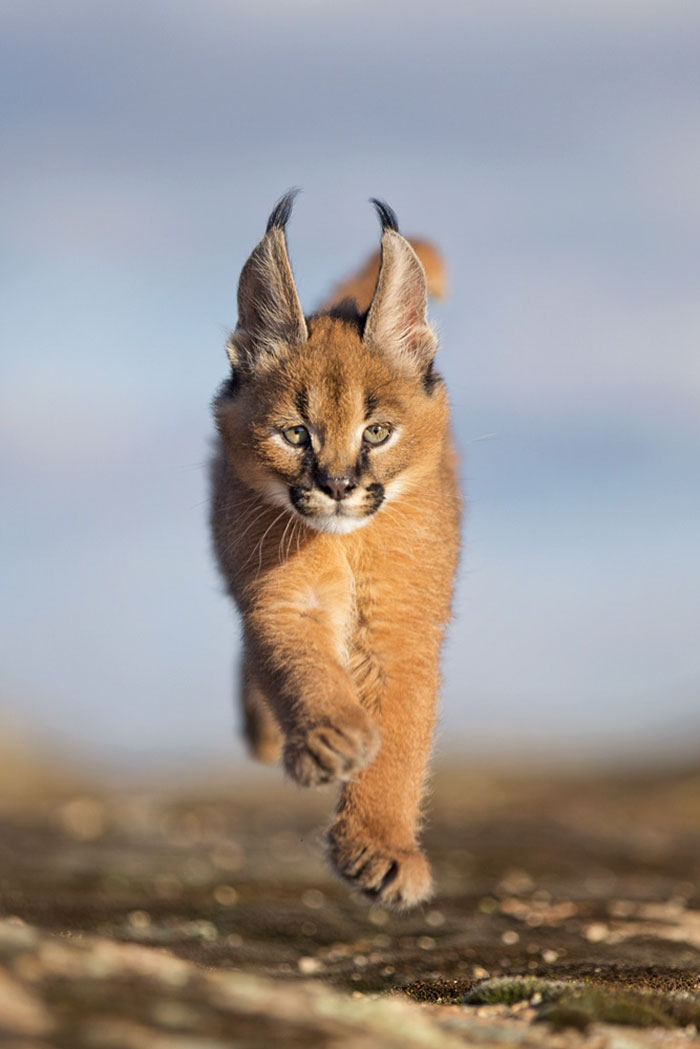 Beautiful Pictures Of Baby Caracals, One Of The Most Gorgeous Cat Species Ever