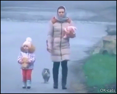 Crazy Cat GIF • Suddenly a Ninja Cat does a flip forward and rotate for no apparent reason Crazy Cat GIF • Suddenly a Ninja Cat does a flip forward and rotate for no apparent reason
