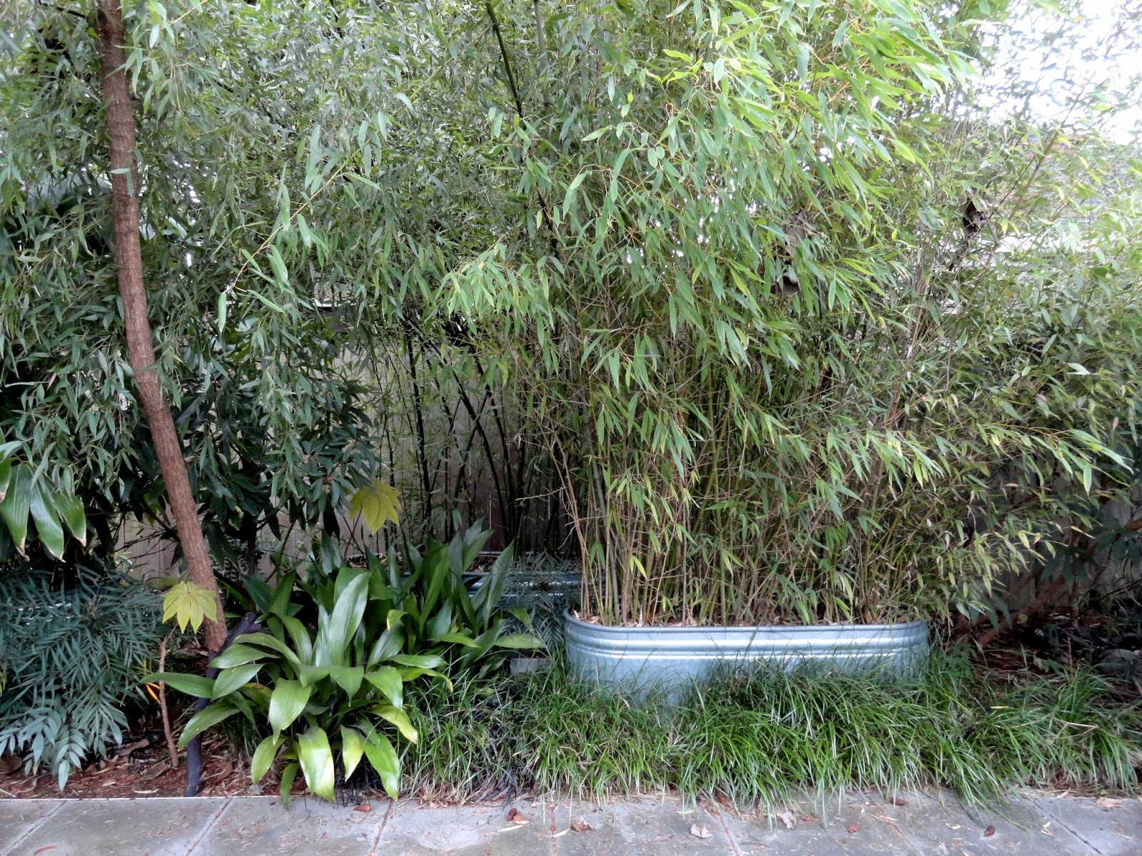 The Rainforest Garden 7 Ways To Fix An Ugly Garden With Plants