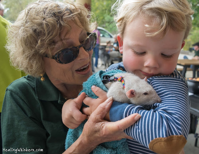 Oliver the Therapy Rat at Ridge Ferry Park for Compassionate Paws' Birthday