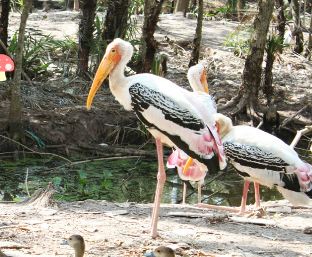 KnfGame Bird Sanctuary Escape Walkthrough